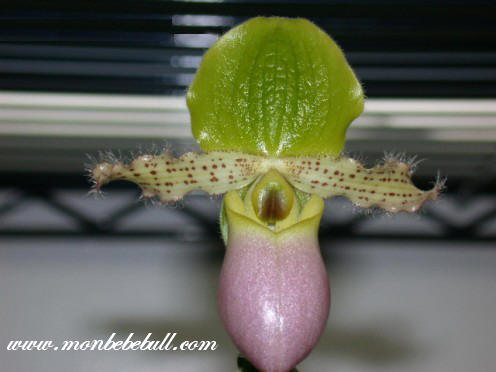 Paph chamberlainianum Latifolium 1.jpg